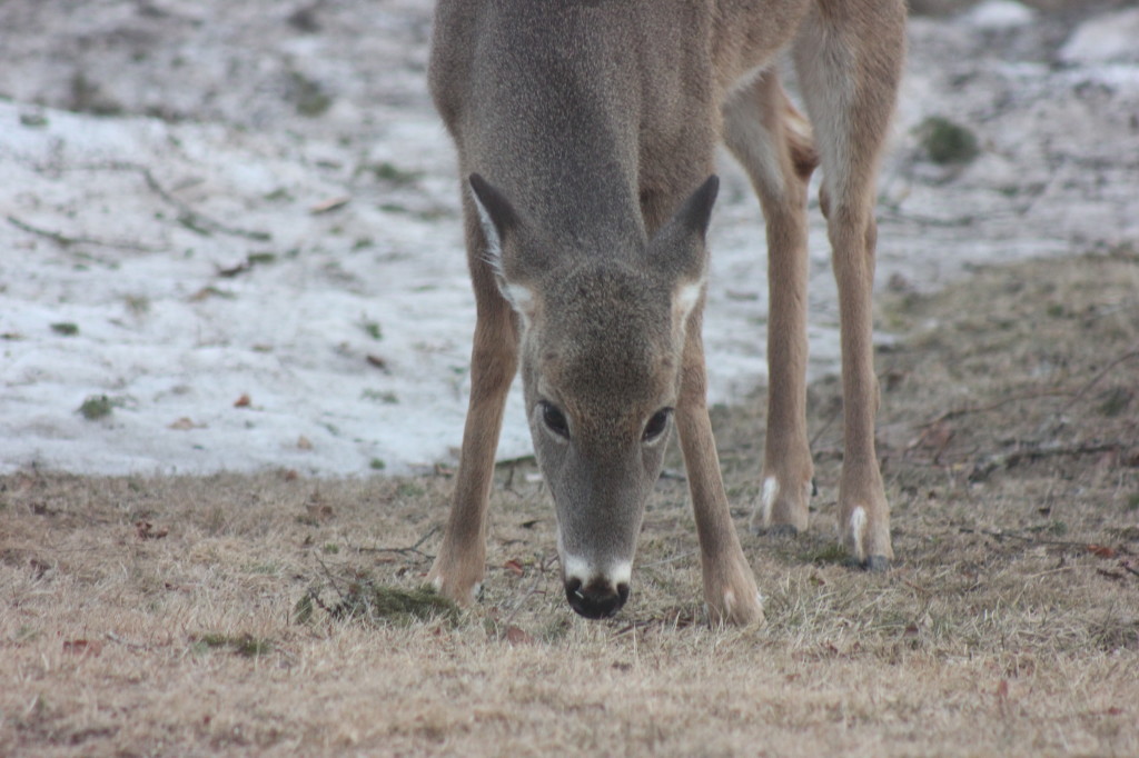 deer