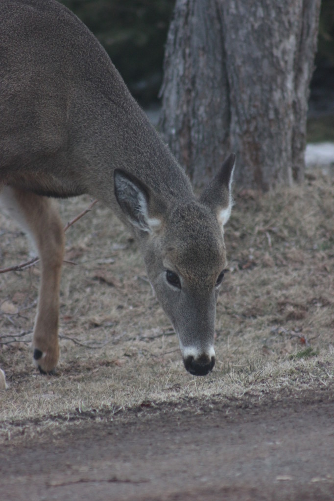 deer