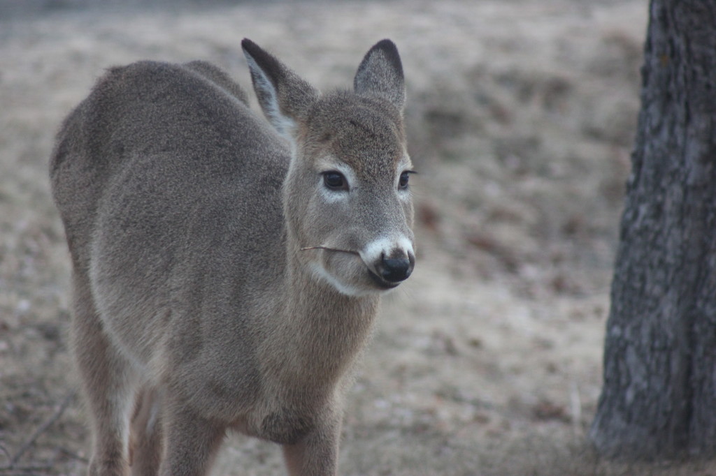 deer