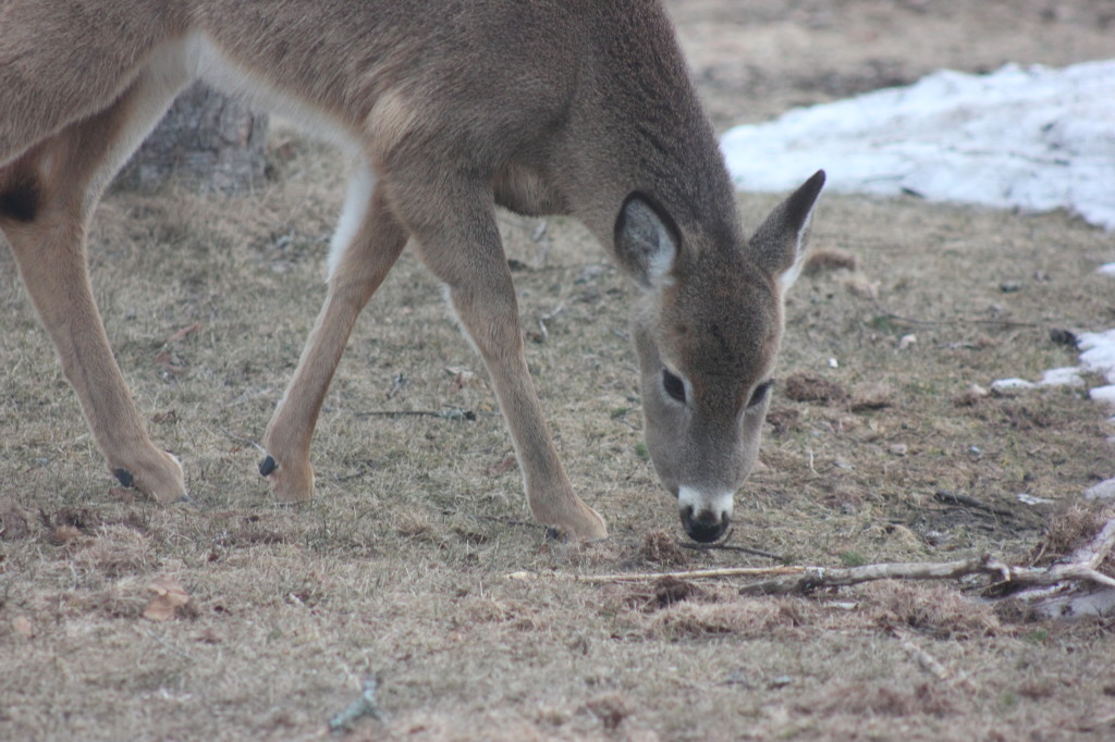 deer