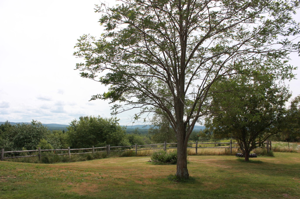 Clear day farms