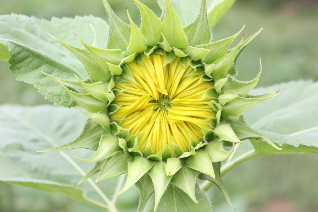 sunflowers