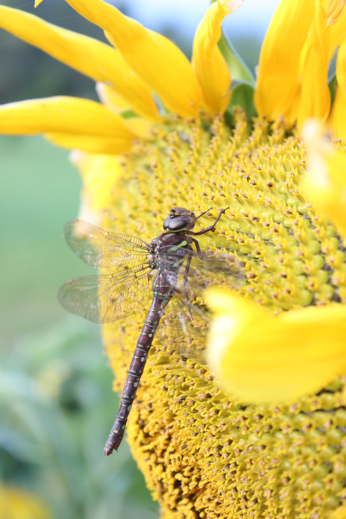 dragonfly