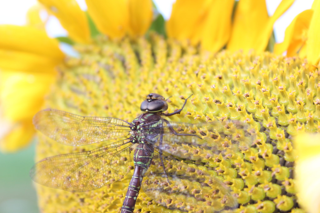 dragonfly