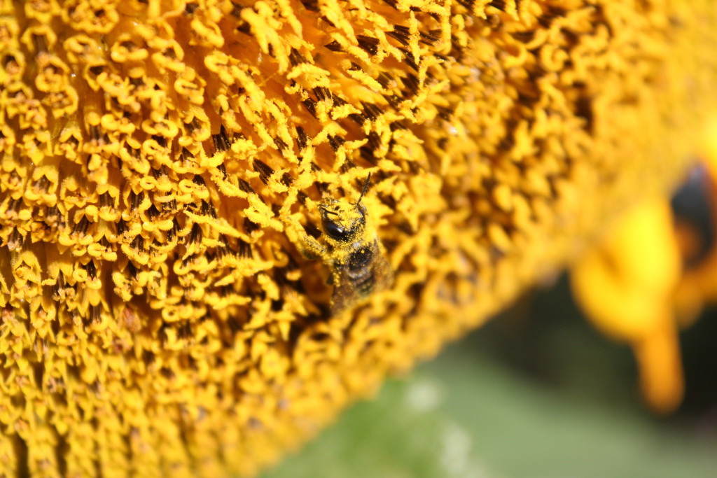 bee