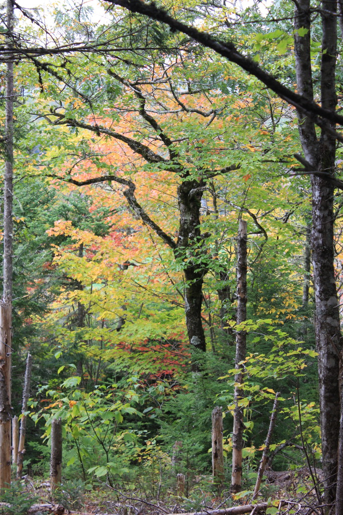 fall