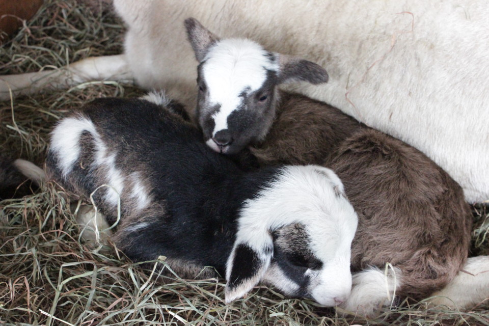 spring lambing