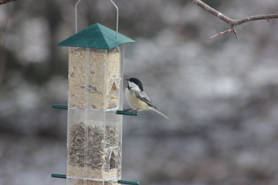 feathered friends