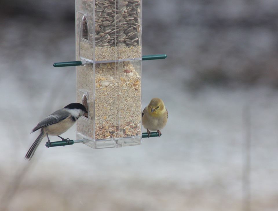 feathered friends