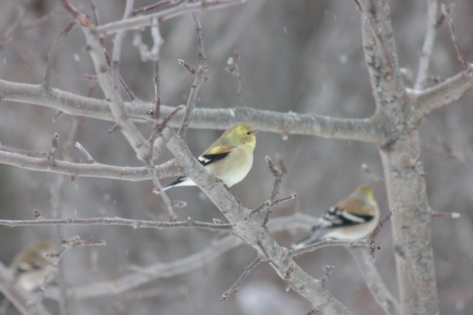 feathered friends