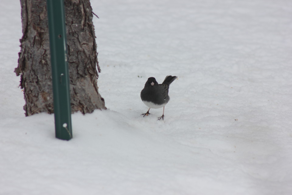 feathered friends