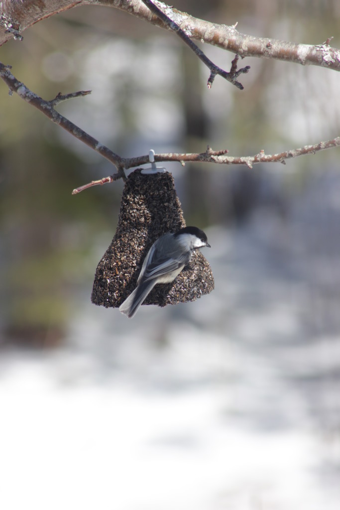 feathered friends