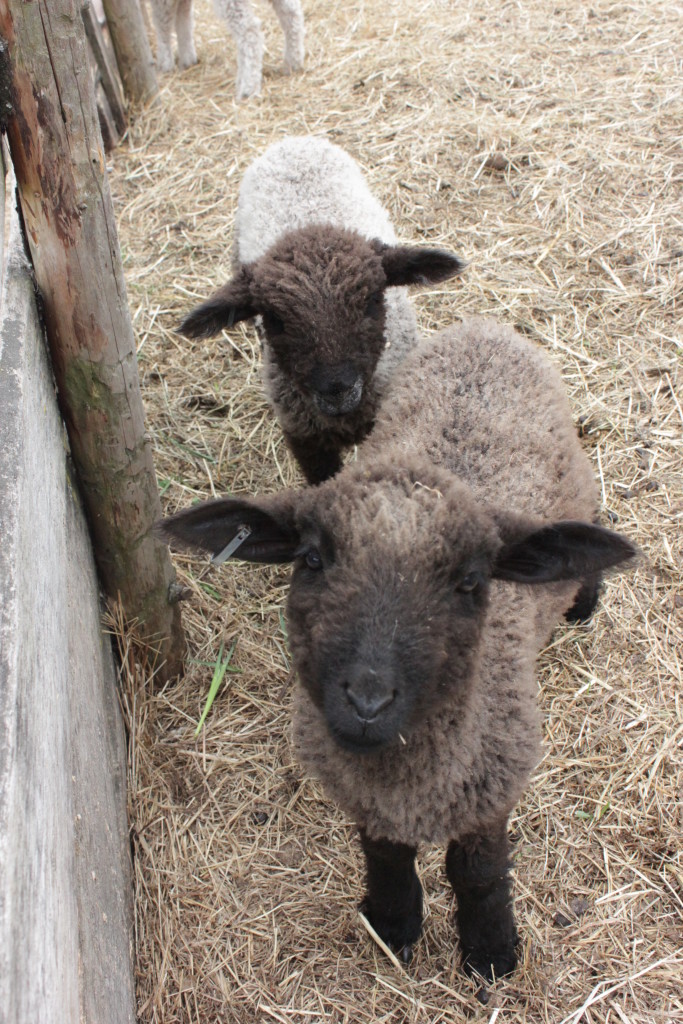 Ross Farm Museum