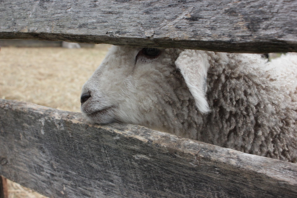 Ross Farm Museum