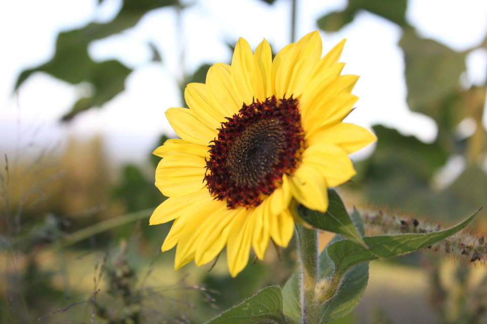 Sunflower