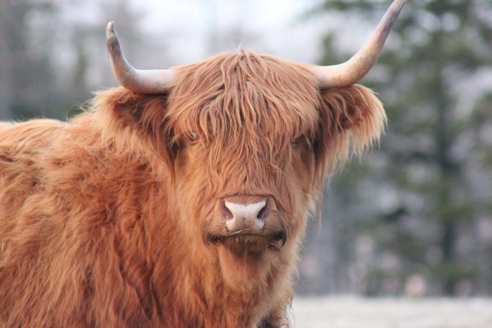 Highland Beef Cows