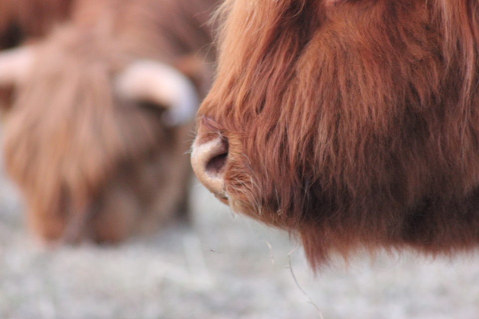 Highland Beef Cows