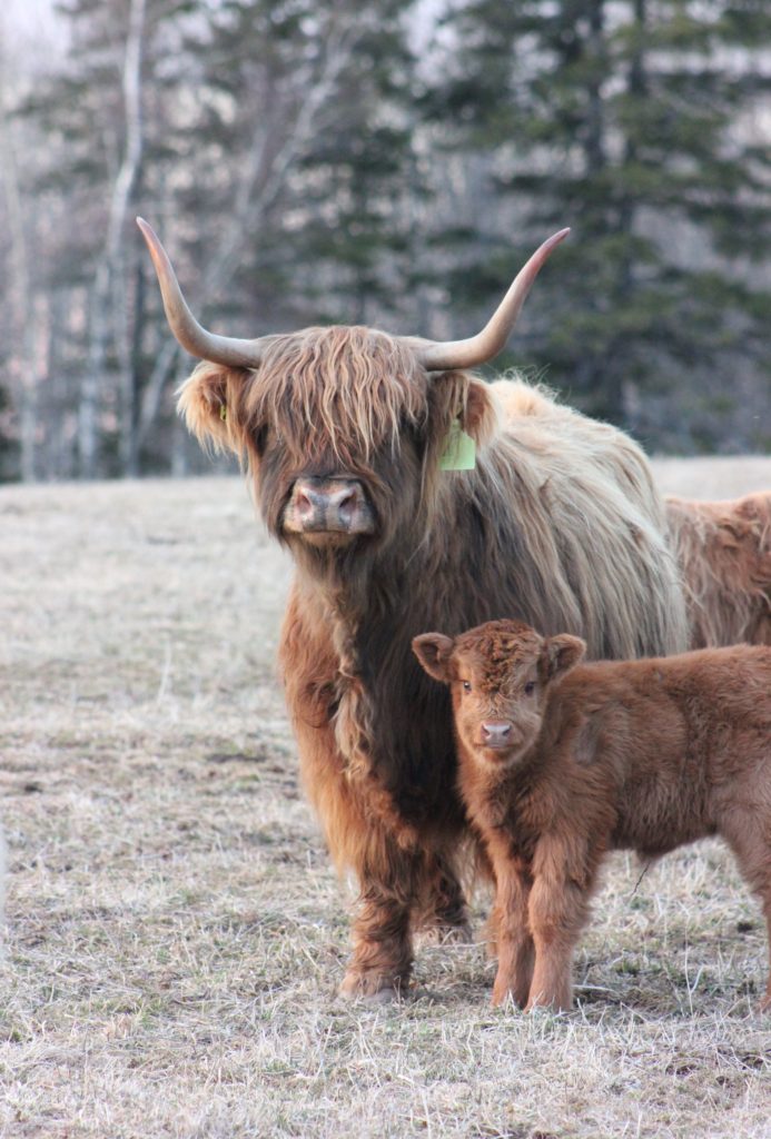 Highland Beef Cows