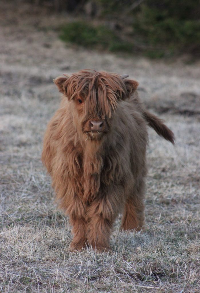 Highland Beef Cows