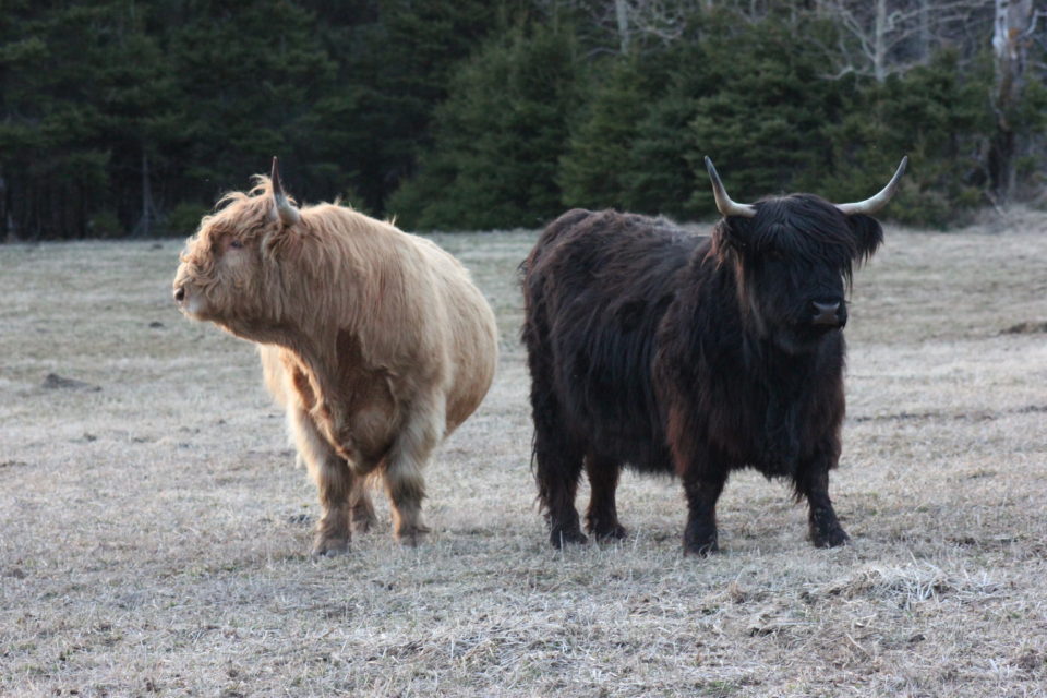 Highland Beef Cows