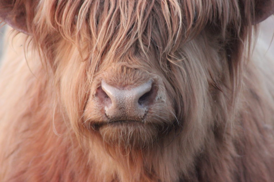 Highland Beef Cows