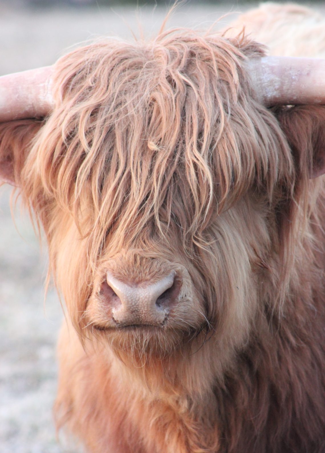 Highland Beef Cows