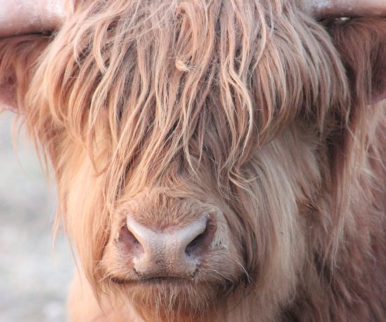 Highland Beef Cows